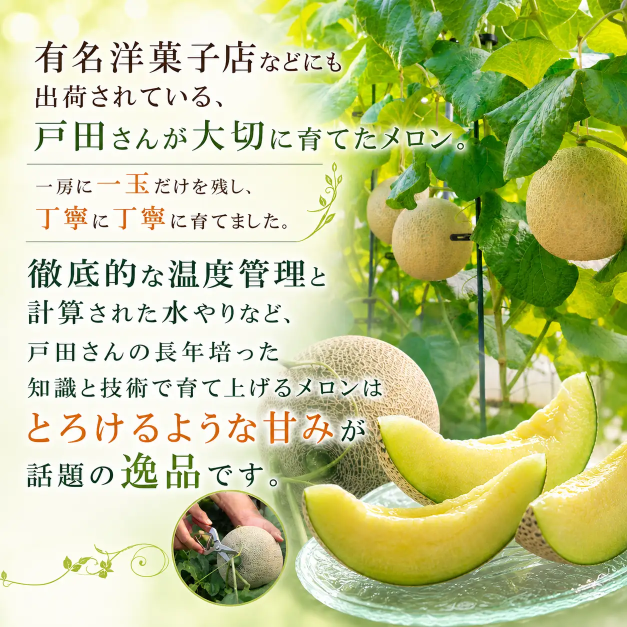 【約1.4kg×1玉】 訳あり 千葉アクアメロン （ マスクメロン ） 大玉 青肉
