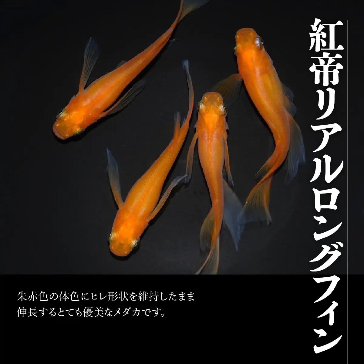 メダカ「紅帝リアルロングフィン」4匹セット HNNAD008