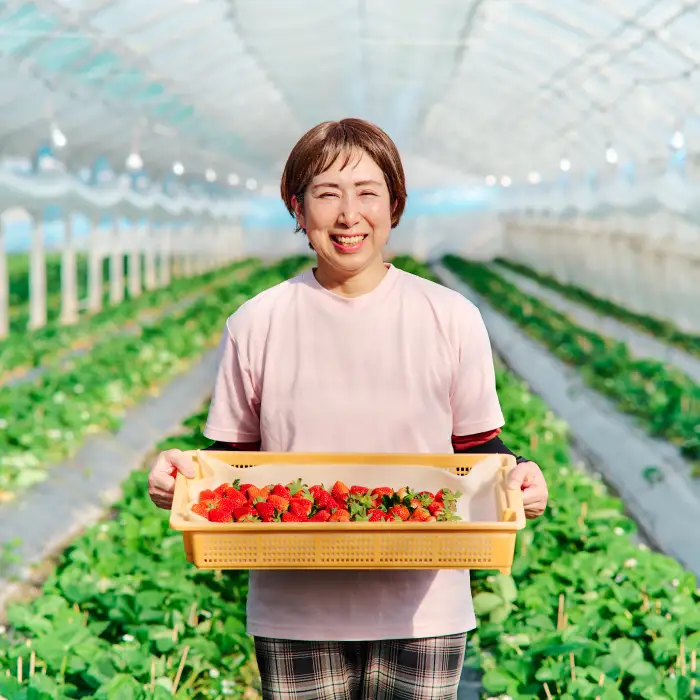 【令和9年1月より発送開始】香月さんちのいちご(さがほのか)280g×4パック(H017116)