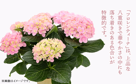 アジサイ 鉢植え ピンク (品種：フロレンティーナピンク) 母の日 感謝 プレゼント 614【長谷川園芸】