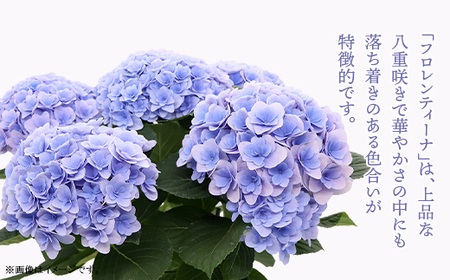 アジサイ 鉢植え ブルー (品種：フロレンティーナブルー) 母の日 感謝 プレゼント 615【長谷川園芸】