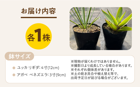 ユッカ リギダ ＆ アガベ ベネズエラ 各1株 Yucca rigida ＆ Agave desmettiana 長与町/アグリューム[EAI217] 