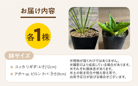 ユッカ リギダ ＆ アガベ sp. ピロン クバ 各1株 Yucca rigida ＆ Agave sp pilon kuba 長与町/アグリューム　[EAI218] 