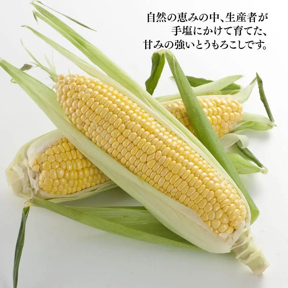 【先行予約】旭川近郊産　黄色いとうもろこし(ゴールドラッシュ) 3.5kg(10本) 2026年8月上旬から発送開始 | とうもろこし 北海道 _04842