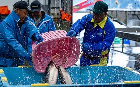 サーモン ≪発送期間5月～7月≫ 三陸 やまだオランダ島サーモン×1本