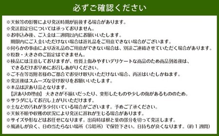 【訳あり】佐賀県太良町産 牟田農園の春の新玉ねぎ10kg （M～L） 【2027年4月上旬～6月上旬発送予定】 たまねぎ タマネギ 野菜 新玉ねぎ 玉ねぎ 佐賀県 太良町 農家直送
