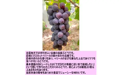 「できるだけ有機に近い形で栽培したい」 桑本農園 BKシードレス 1.2kg（600g前後×2房）| BKシードレス