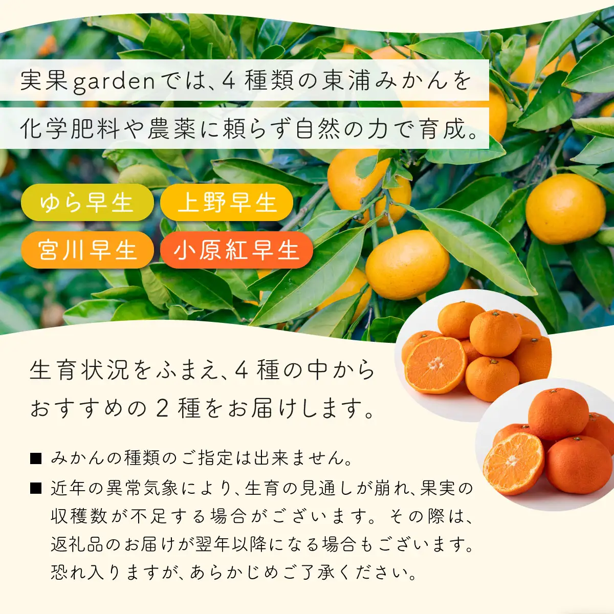 夕色みかんジャム 2瓶&東浦みかん2種のセット[089-a001]