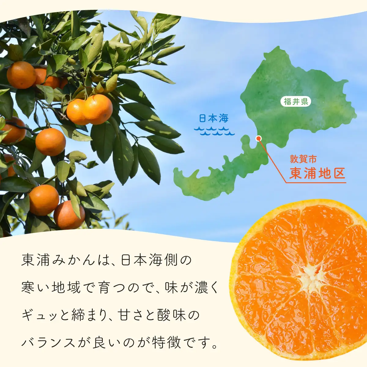 夕色みかんジャム × 2瓶・東浦みかん1種（5~7個）とレモン（3個）セット[089-a002]