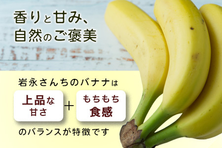 貴重！鹿島産バナナ 約1kg（5～8本）｜岩永さんちのバナナ 安心安全 栽培期間農薬不使用 上品な甘さ＆もちもち食感 生産者直送 おやつ 朝食 国産 果物 フルーツ ばなな 佐賀県 鹿島市 人気 B-824