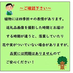 クリスマスツリーにもなる♪エメラルド　樹高約70cm～90cm　取扱説明書付き