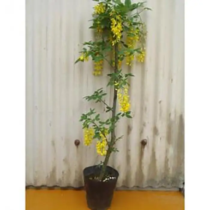 垂れ下がる黄色花が見事!　キングサリ ボッシー　和洋どちらのお庭にも合う素敵な庭木 (庭木・果樹)