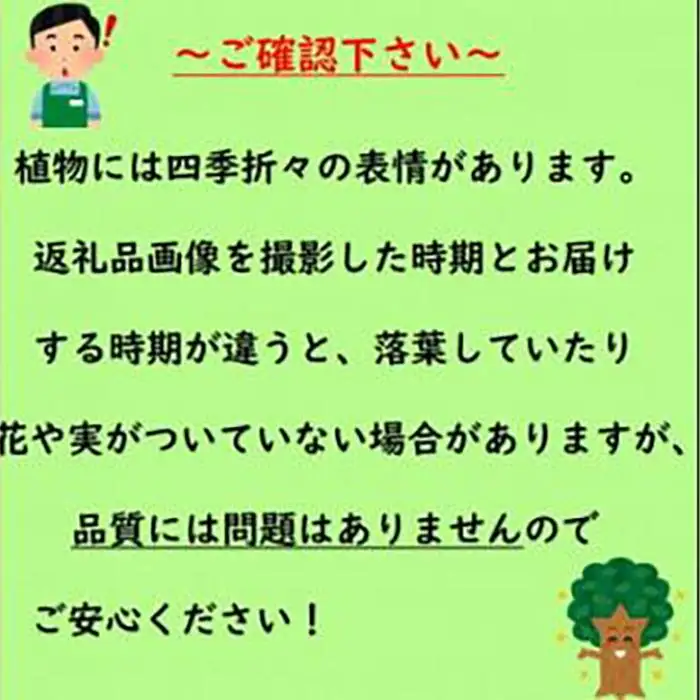 強くて育て易い　ラビットアイ系ブルーベリー　バルドウィン(庭木・果樹)