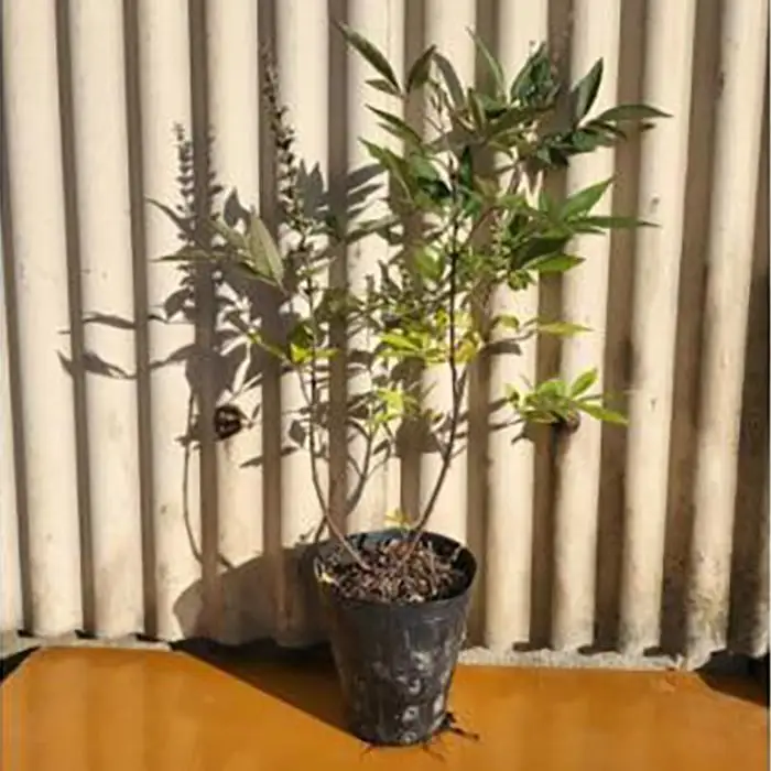 夏に穂状の薄紫色の綺麗な花を楽しみませんか?　セイヨウニンジンボク(庭木・果樹)