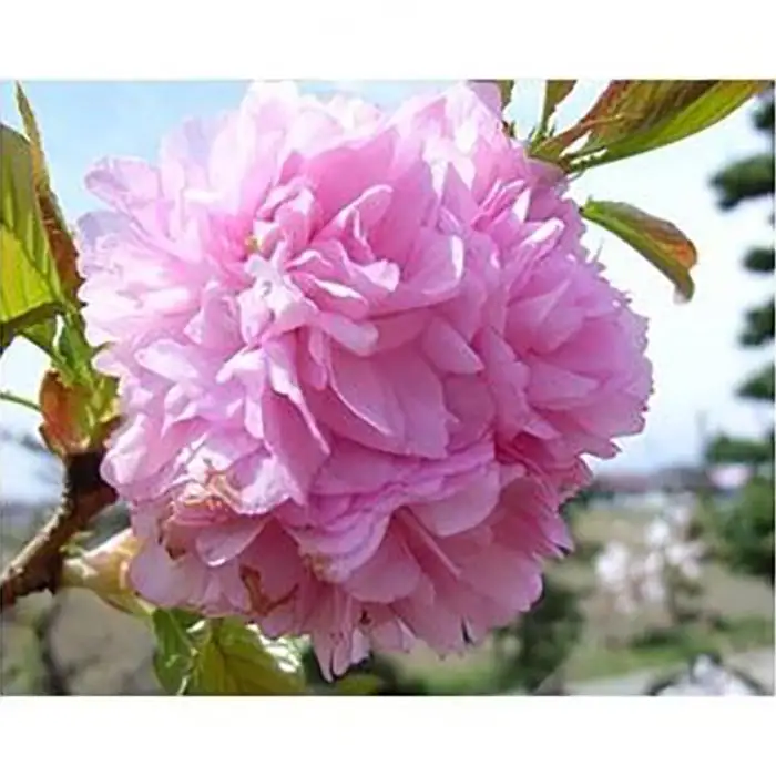 淡い色の大輪花が見事に咲く　菊しだれ桜　(庭木・果樹)