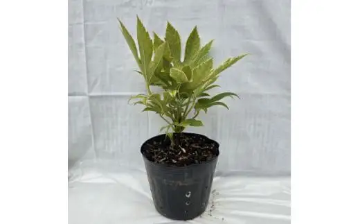 日陰で育つ綺麗な植物 斑入りヤツデ 紬絞り