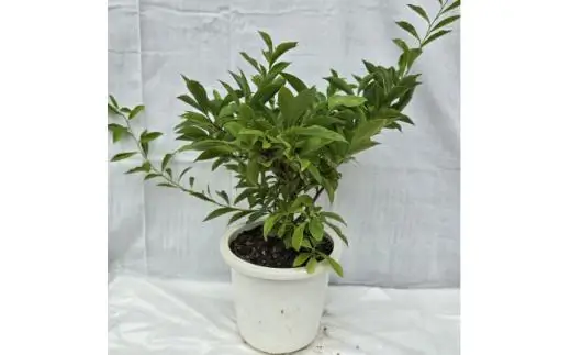 香りの好い紫色の花を楽しみませんか? ニオイバンマツリ
