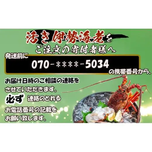 【 イセエビ 】 イセエビ800g以上
