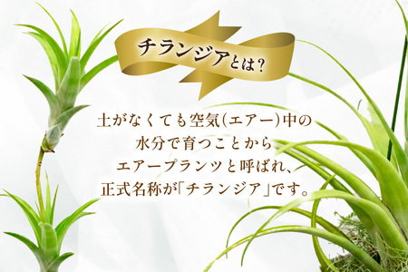 AI176 鉢植えで飾る チランジア フレクスオーサ