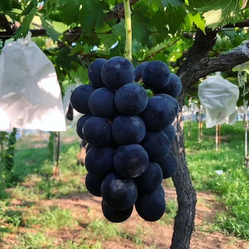 【先行予約】訳あり黒ぶどう2房入（900g以上）（2027年8月上旬～発送） ふるさと納税 ぶどう ブドウ 葡萄 セット 詰め合わせ 期間限定 くだもの 果物 先行申込 農家応援 生産者応援 送料無料