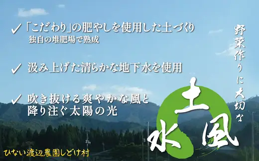 米野菜・山菜セット（5品目ほど）【115P3203】【ひない渡辺農園しどけ村】
