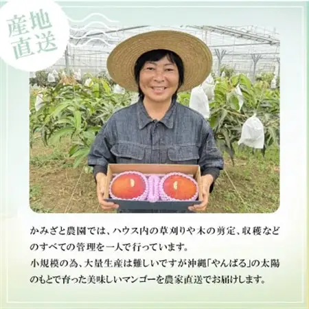 【2027年6月下旬から順次発送】かみざと農園の贈答用アップルマンゴー1kg【配送不可地域：離島】【1601771】