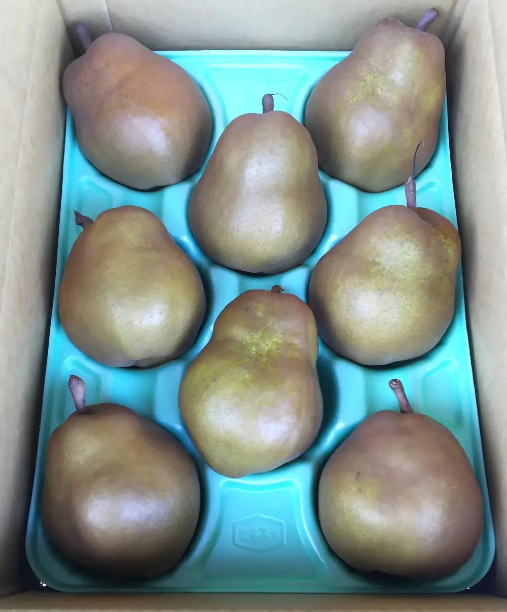 西洋梨（ゴールドラ・フランス）３ｋｇ　0017-2623