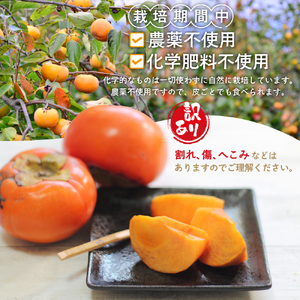 【令和8年産柿/先行予約】栽培期間中農薬不使用 (大秋・次郎柿) 2.5kg 多気町産柿 柿