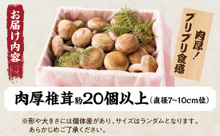 肉厚ジャンボ椎茸箱詰め２０個以上|しいたけ 椎茸 ジャンボ 肉厚 シイタケ 20個 プリプリ 食感 箱詰め 香川県 三木町|_mk111-001