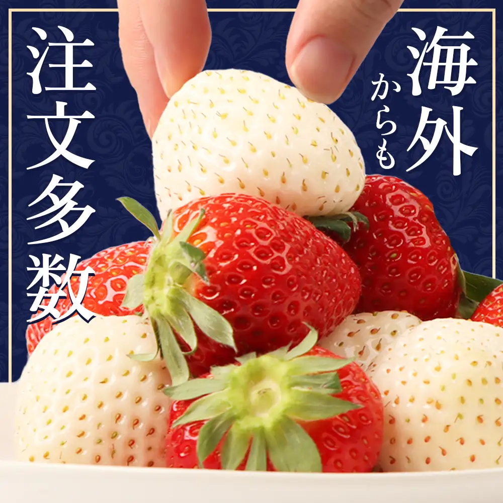 【2027年１月以降発送！】【北海道産】ゆきいちご（すずor恋みのり） ２Pセット 各250g×２ 計500g | 苺 いちご 一季成りイチゴ 希少 ギフト お取り寄せ ふるさと納税 北海道 中標津【5900502】
