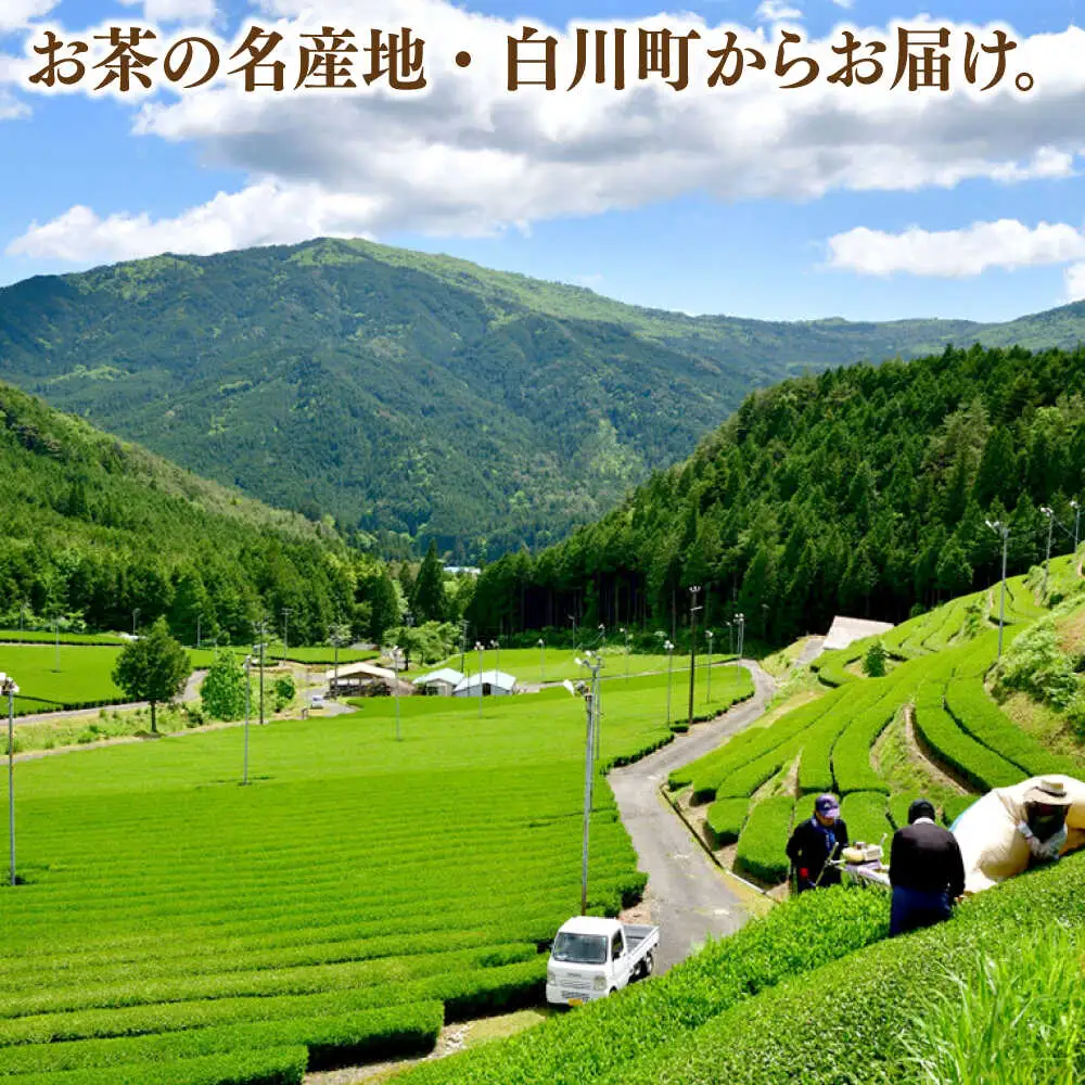 上級白川茶 2種セット 100g×2本 / ますぶち園[AWAC003]緑茶