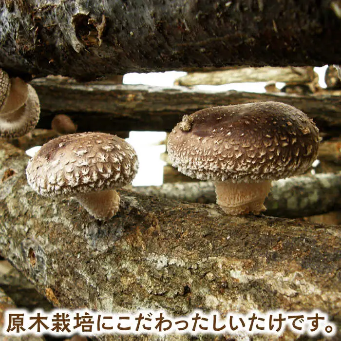 原木 しいたけ 三昧セット 白川町 / 清水しいたけ園[AWAY001]