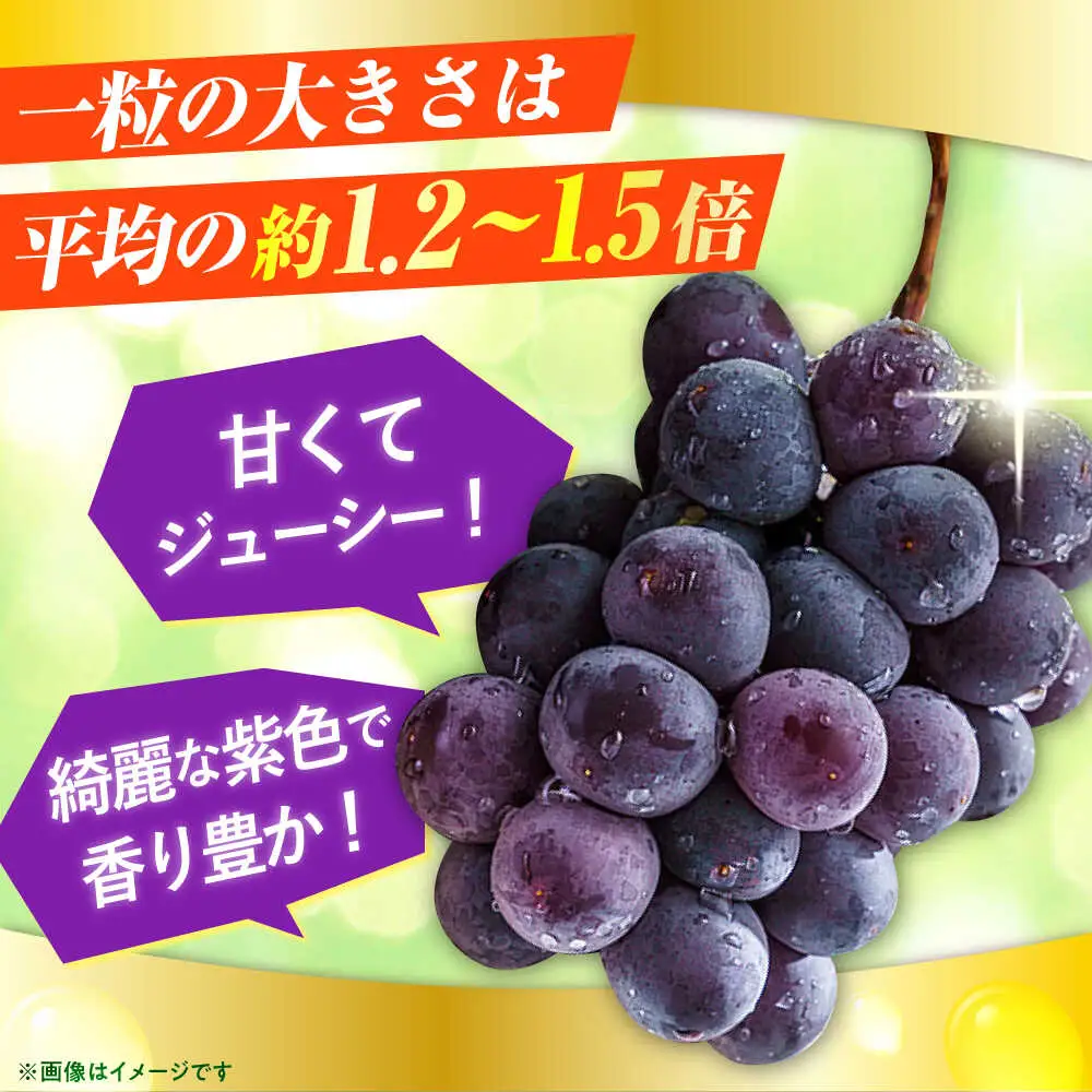 種なし ピオーネ 2房(計1.2～1.4kg) [AREW004] ピオーネ 黒ブドウ