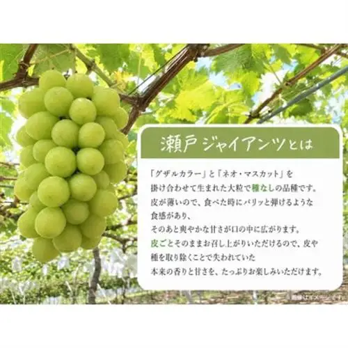 紀州かつらぎ山の瀬戸ジャイアンツ 約2kg【配送不可地域：離島・北海道・沖縄県】【1607881】