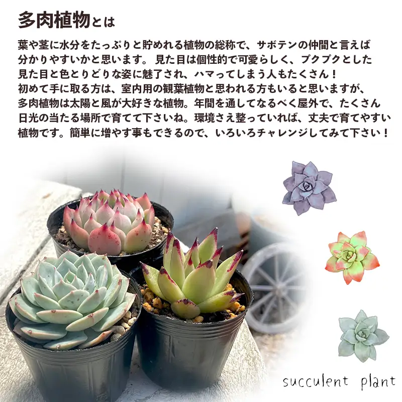 【 多肉植物 10月発送】 エケベリア 10個  多肉植物 おまかせ セット 【数量限定】