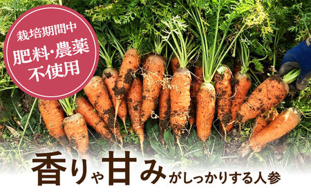 　【先行予約】　自然栽培のにんじん 5kg 多治見市 / ほたるファーム にんじん ニンジン 5キロ[TEB008]