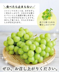 シャインマスカット 2～3房 約1.3kg 10月上旬～11月中旬頃お届け 山形県遊佐町産 冷蔵便 ※離島発送・着日指定不可 種無し 葡萄 ぶどう 果物 フルーツ 期間限定 農家直送 産地直送 山形県 遊佐町 庄内 秋 [1189]