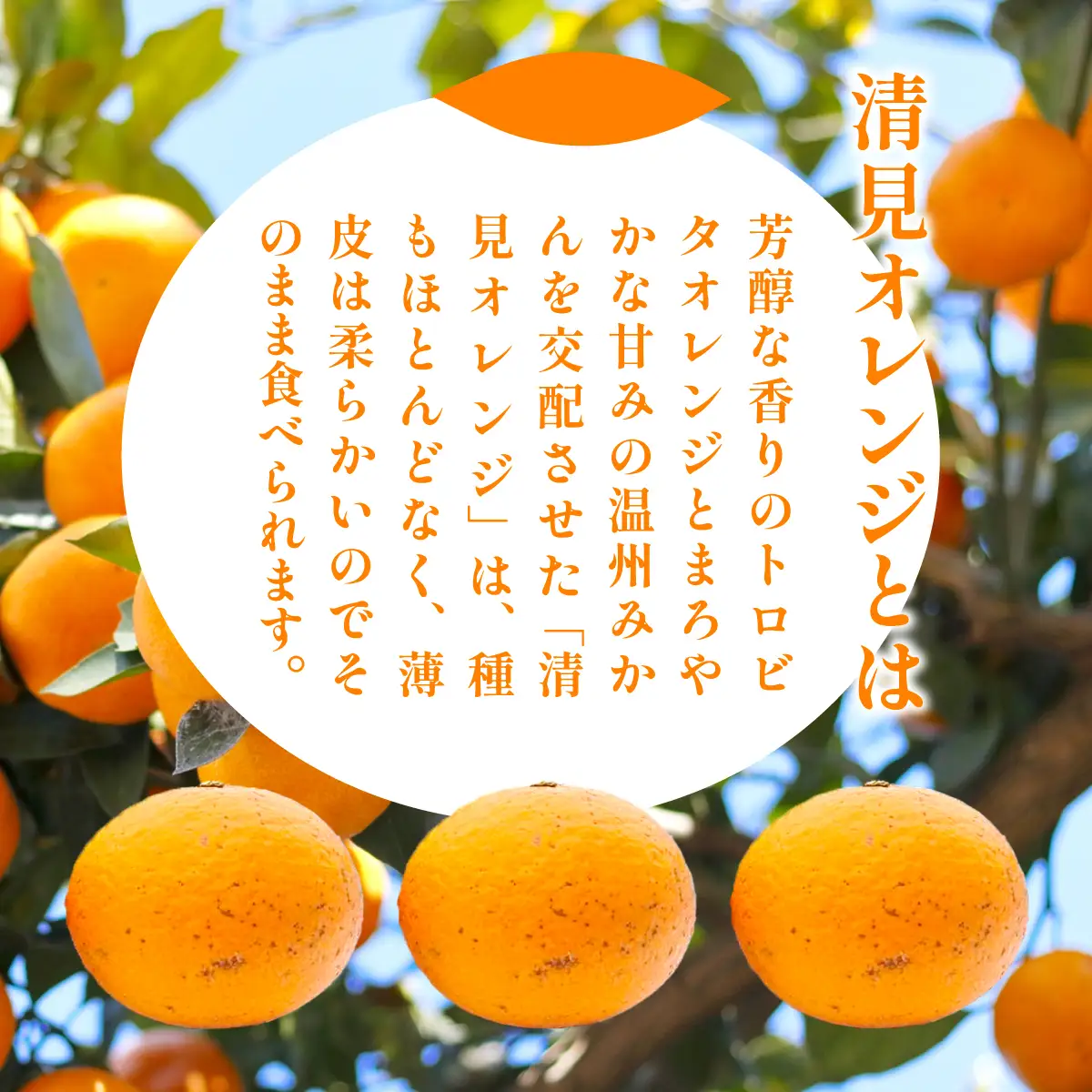 【先行予約】訳あり 清見オレンジ計10kg ※離島への配送不可（2027年3月上旬頃より順次発送予定） IKTAC009