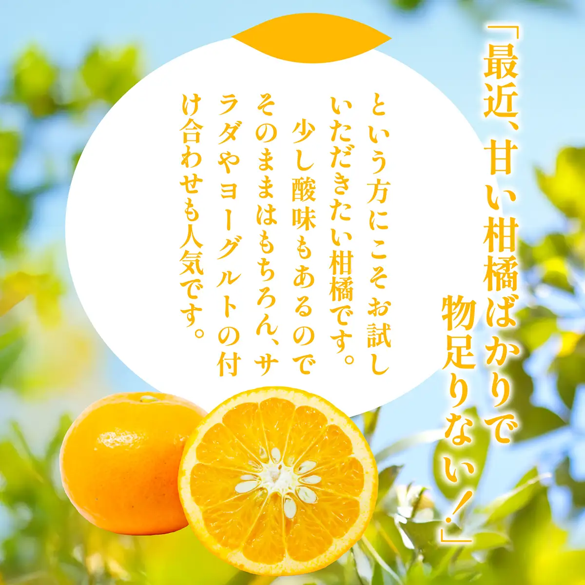 【先行予約】【訳あり】浅野農園のサンフルーツ 計10kg ※離島への配送不可（2027年3月中旬頃より順次発送予定） IKTAC011