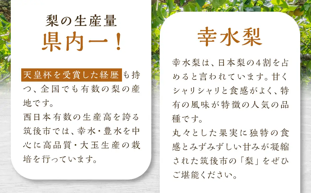 幸水梨 約3kg 5～8玉【2026年7月下旬から8月下旬発送】 ナシ 梨 果物 フルーツ 福岡県産