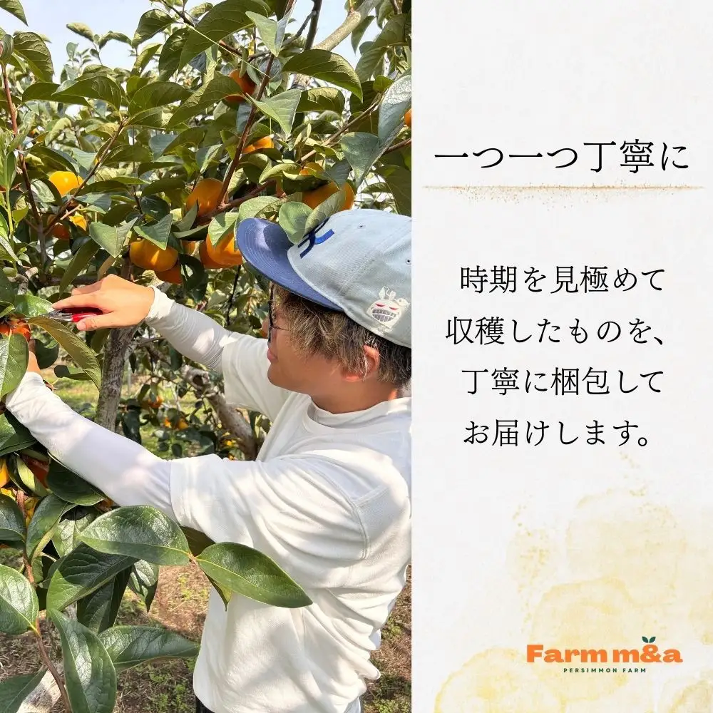 【先行予約】梨のような食感！ Farm m&aの太秋柿 3L×10個 秀品 岐阜県 大野町（2026年10月中旬～発送）農家直送 果物 フルーツ 秋の味覚 柿 かき 太秋 たいしゅう