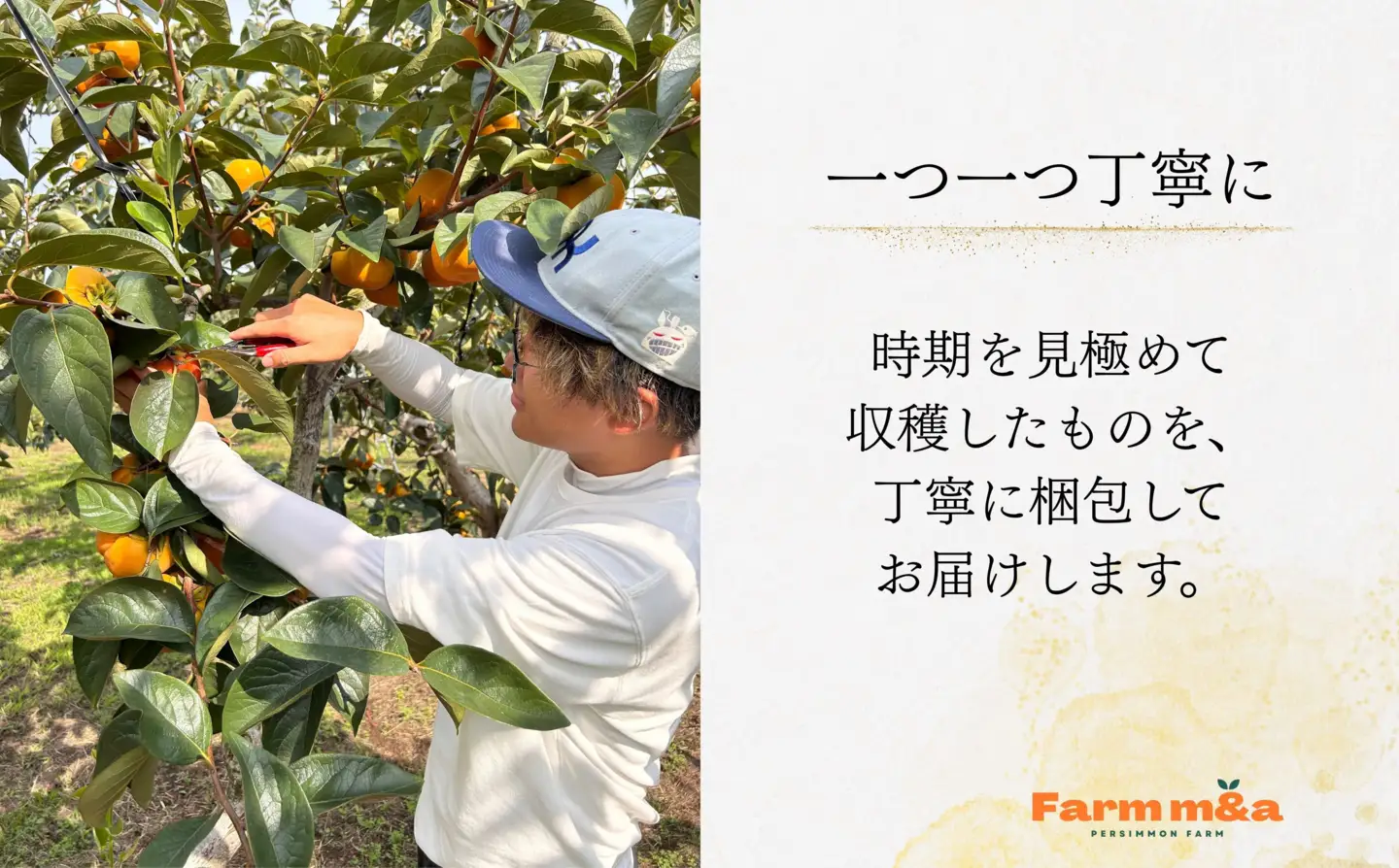 【先行予約】梨のような食感！ Farm m&aの太秋柿 4L×9個 秀品 岐阜県 大野町（2026年10月中旬～発送）農家直送 果物 フルーツ 秋の味覚 柿 かき 太秋 たいしゅう