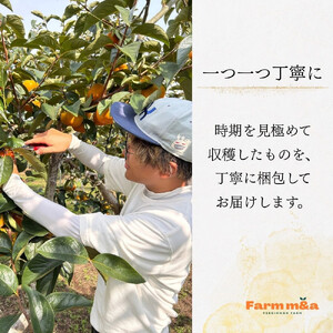 【先行予約】 梨のような食感！ Farm m&aの太秋柿 5L×4個 秀品 岐阜県 大野町（2026年10月中旬～発送）農家直送 果物 フルーツ 秋の味覚 柿 かき 太秋 たいしゅう