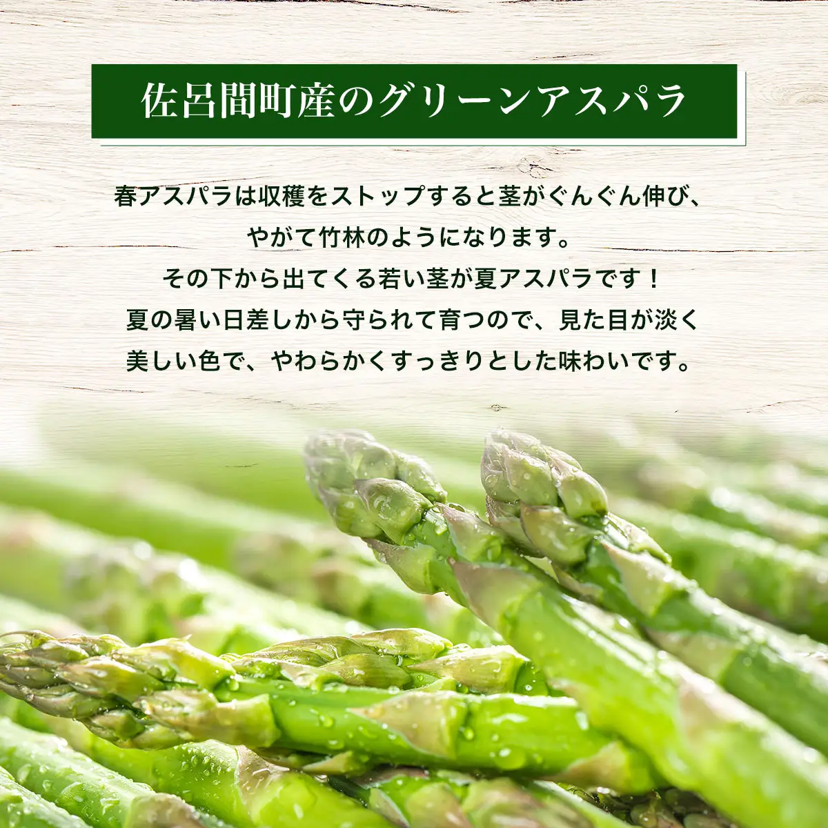 春採りグリーンアスパラ 1kg 2L以上 佐呂間町産 （2027年3月末より順次発送予定） SRMM033