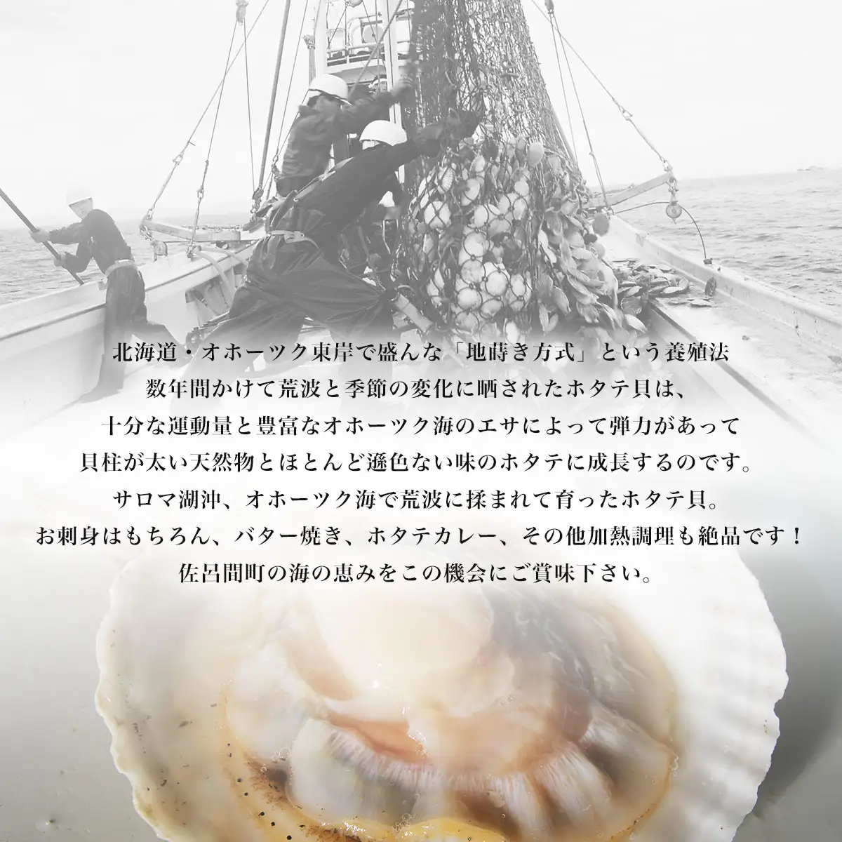 【12月発送限定】オホーツク産 『活』 ほたて 3kg（16～22枚） SRMN022