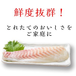（冷凍） 【2月発送分】 国産 養殖 真鯛 500g ／ 長栄丸 ふるさと納税 鯛 タイ たい 小分けパック 短冊 刺身 しゃぶしゃぶ 三重県 大紀町