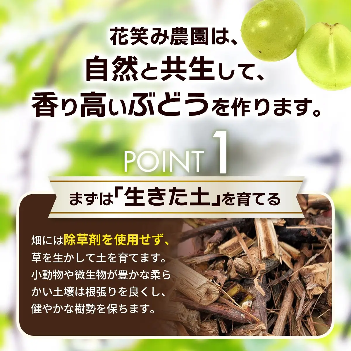 【ふるなびWEEK対象】シャインマスカット 家庭用 約2kg 安心して食べれるシャインマスカット 【hana061-02-f】
