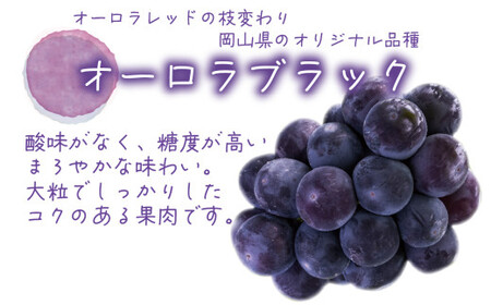 オーロラブラック 岡山県産ぶどう オーロラブラック1kg（2房） 【hana030-02】