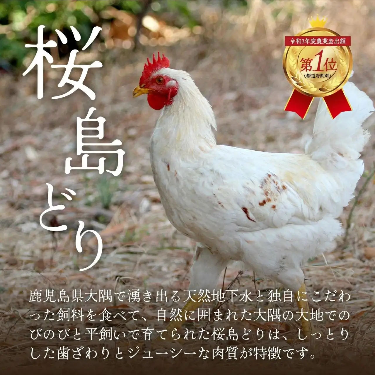 【全3回定期便】鹿児島県産　桜島どり（もも肉）2kg