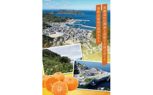 【糖度12度以上！】温州みかん「ゆらっ子」5kg ※2026年12月上旬～12月下旬頃に順次発送予定(お届け日指定不可) / 温州 密柑 JA 糖度 甘い 光センサー ゆらみかん 由良町 ミカン ブランド認定 柑橘 期間限定 和歌山県産【jahd004-r-5】